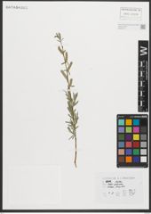 Foto von Salix purpurea L.